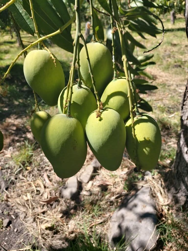 Mango Honig „Ataulfo“ 1 Stk. - Image 5
