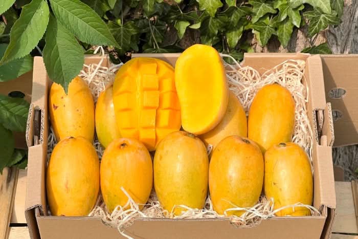 Mango Honig „Ataulfo“ 1 Stk. - Image 6