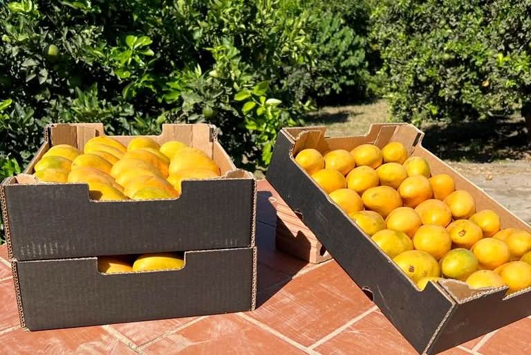 Mango Honig "Ataulfo" Premium Bio von Julian Aktionspreis - Image 3