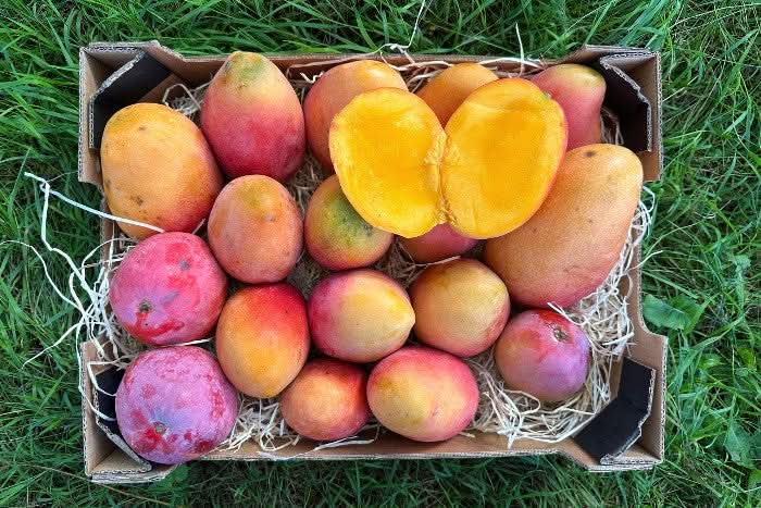 Mango Irwin Bio Ready to eat Box