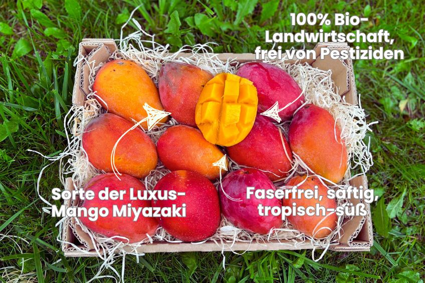 Mango Irwin Edelsorte Bio von Julian Sparbox - Image 4