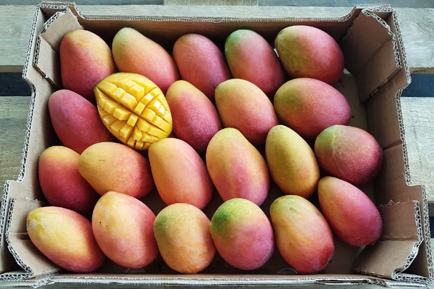 Mango Irwin Edelsorte Bio von Julian Box - Image 5