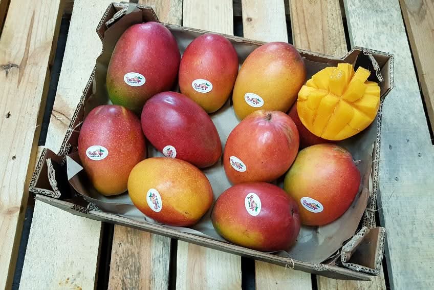 Mango Irwin Edelsorte Bio von Julian Sparpreis-Box - Image 6