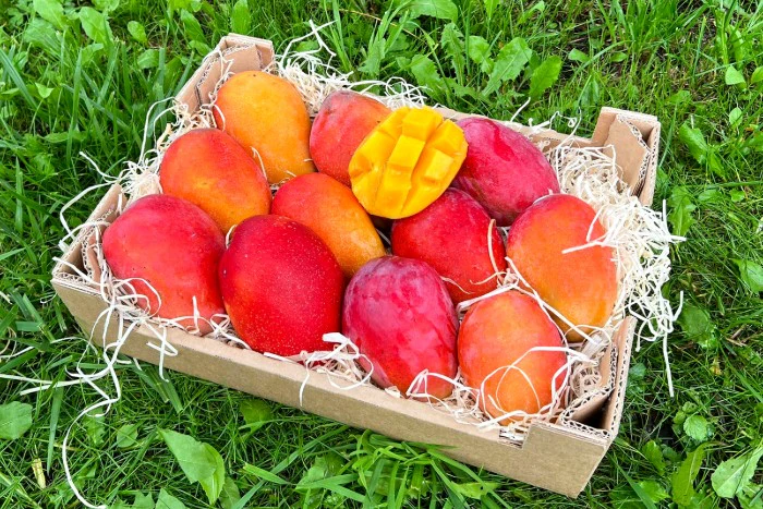 Mango Irwin Edelsorte Bio von Julian Sparbox