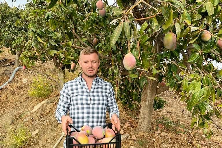 Mango Keitt Bio in Umstellung von Julian Box Sparpreis - Image 2