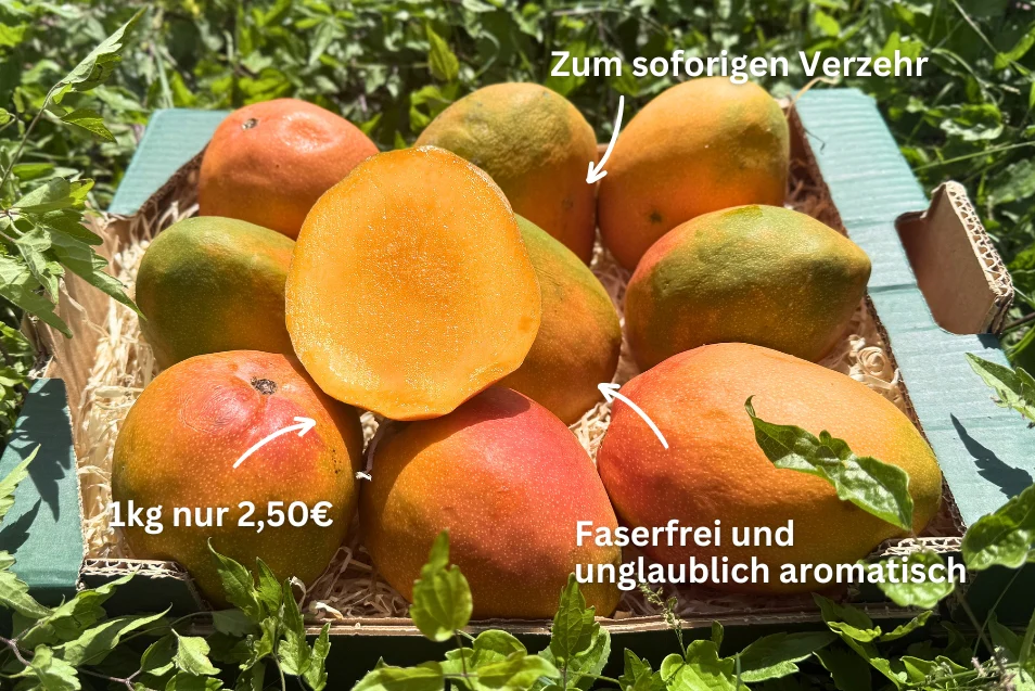 Mango Kent Ready to eat 4kg Retterbox % - Image 2