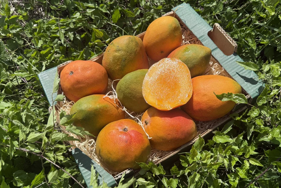 Mango Kent Ready to eat 4kg Retterbox % - Image 3