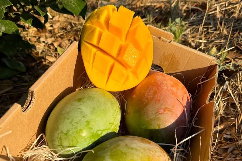 Mango Keitt von Julian Sonderaktion % 4kg Box - Image 2
