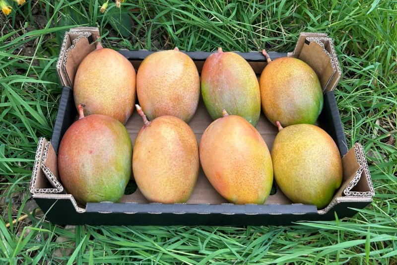 Mango Keitt Bio von Joe Roman baumgereifte Flugware - Image 2