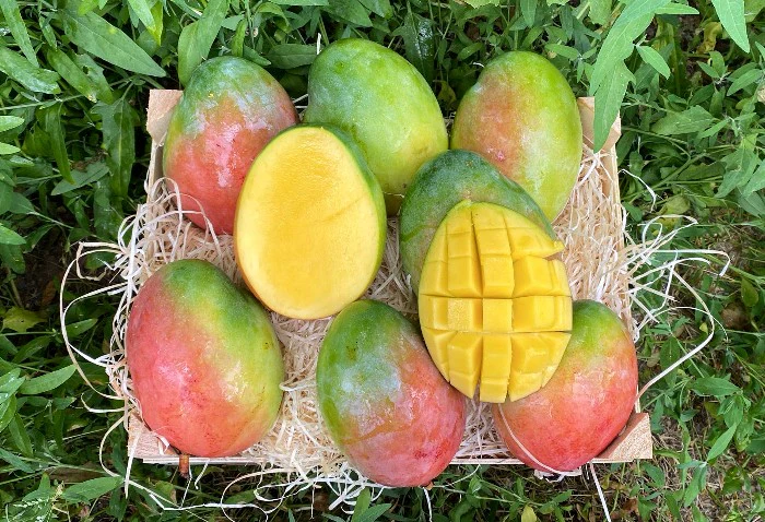 Mango "Keitt" Bio von Horizontes Orgánicos 4kg Box