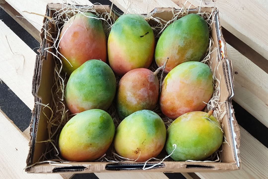 Mango "Keitt" Bio von Horizontes Orgánicos 4kg Box - Image 4