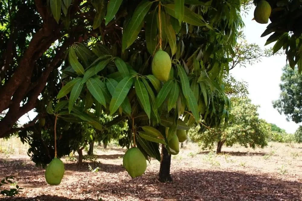 Mango "Keitt" Bio von Horizontes Orgánicos 4kg Box - Image 5