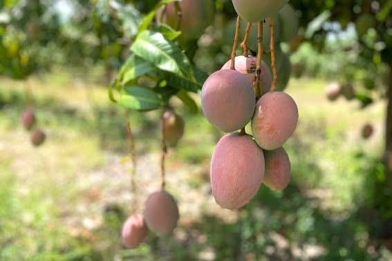 Mango "Keitt" Bio von Horizontes Orgánicos 4kg Box - Image 7