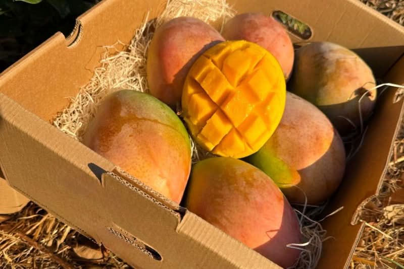 Mango Keitt von Julian Sonderaktion % 4kg Box