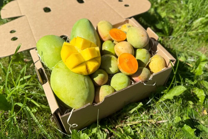 Mango Kensington Pride – Mama & Baby Aktionsbox - Image 2