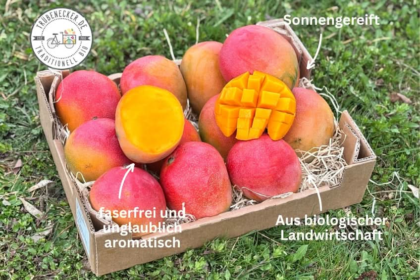 Mango Kent Premium baumgereift - Image 3
