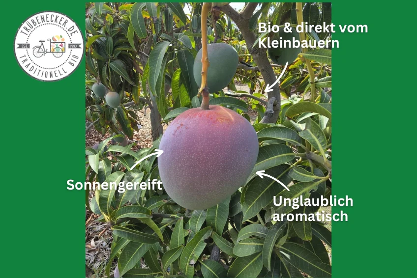 Mango Kent Premium baumgereift - Image 4
