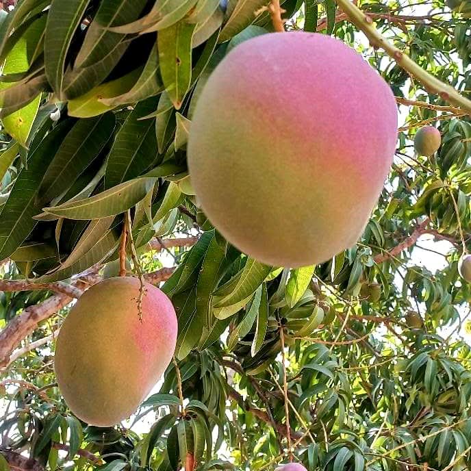 Mango Kent baumgereifte Flugware - Image 4