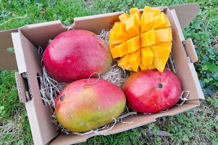 Mango Kent Bio "Ready to Eat" Sonderpreis