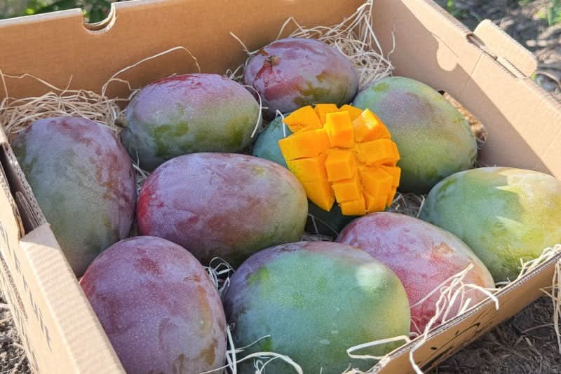 Mango Kent von Julian Sonderaktion