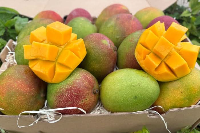 Mango Kent von Julian Sonderaktion - Image 7