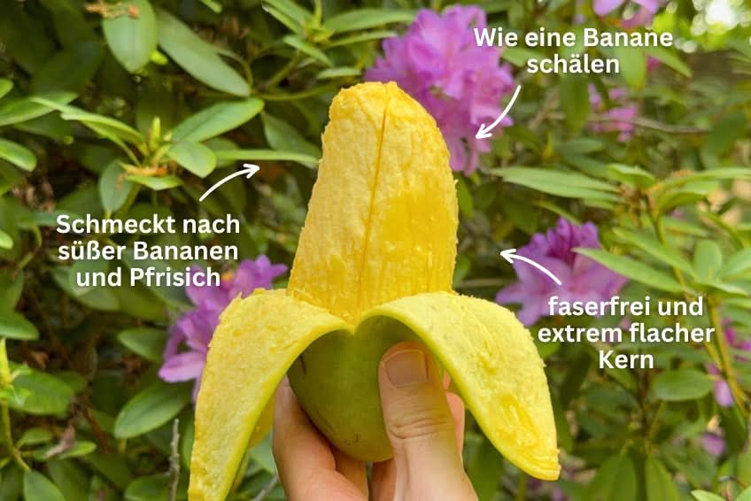 Mango "Maha Chanook" baumgereift 2,5kg Box - Image 3