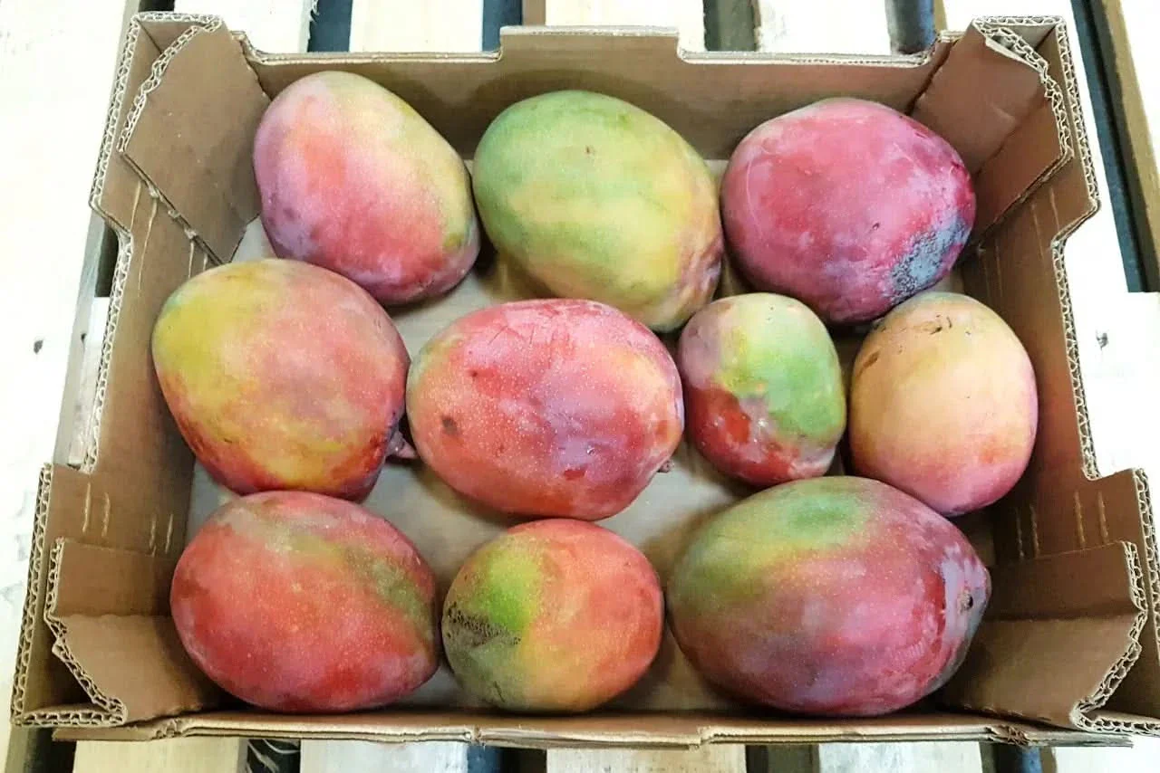 Mango Manzanillo Bio von Julian Sparbox - Image 2