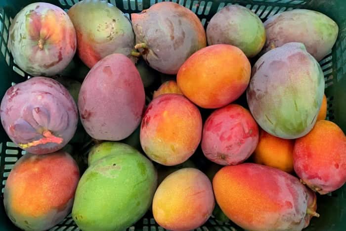 Mango Manzanillo Bio von Julian Sparbox - Image 4