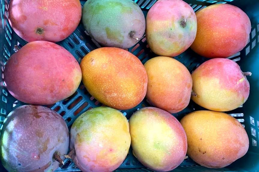 Mango Maya Bio von Rufino Box Aktionspreis