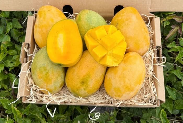 Mango Mingolo baumgereift - Image 3