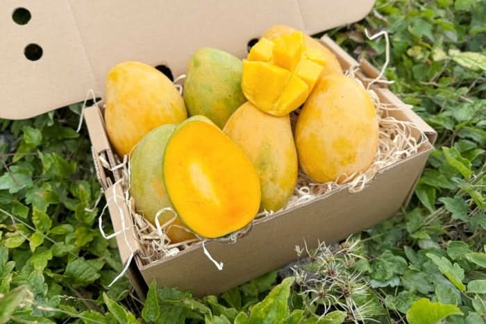 Mango Mingolo baumgereift - Image 4