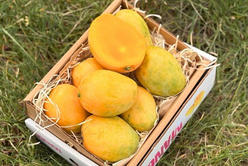 Mango Mingolo baumgereift Sonderaktion % 2kg Box - Image 2