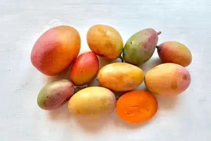 Mango Mini Osteen/Kent wild