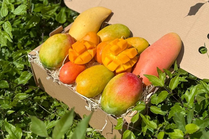 Mango Entdeckerbox - Image 9
