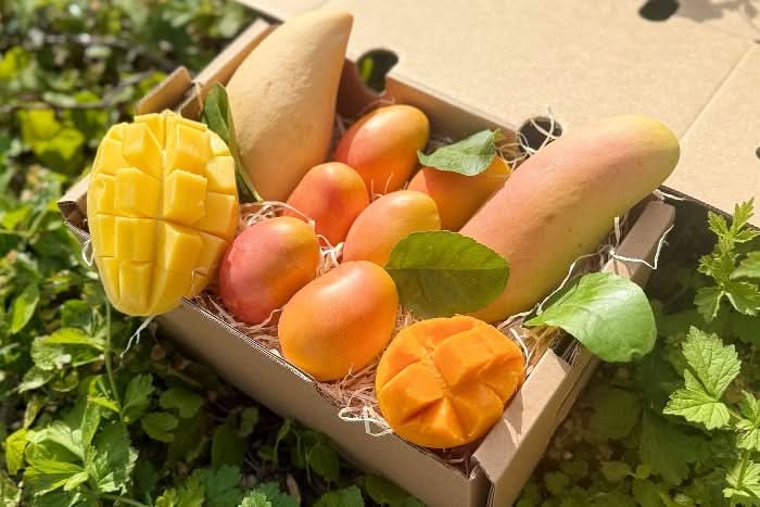 Mango Mix "Mango-Träume" Box - groß