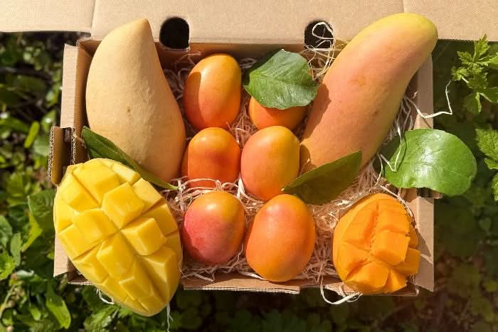 Mango Mix "Mango-Träume" Box - groß - Image 3