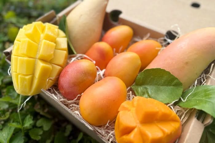 Mango Mix "Mango-Träume" Box - groß - Image 4