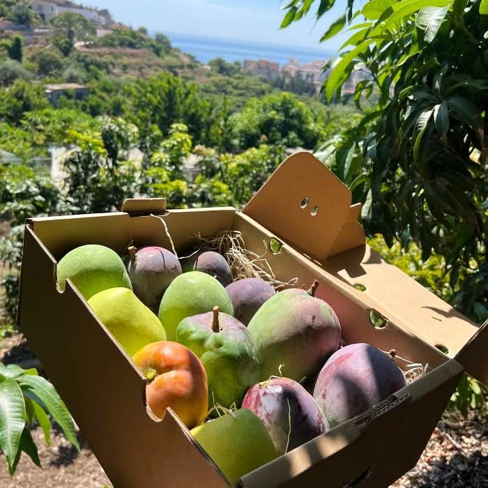 Mango Mix von Julian Retterbox - Image 2