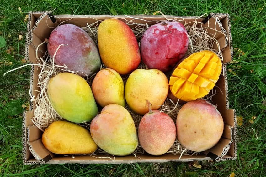 Mango Mixed Box Bio - Image 2
