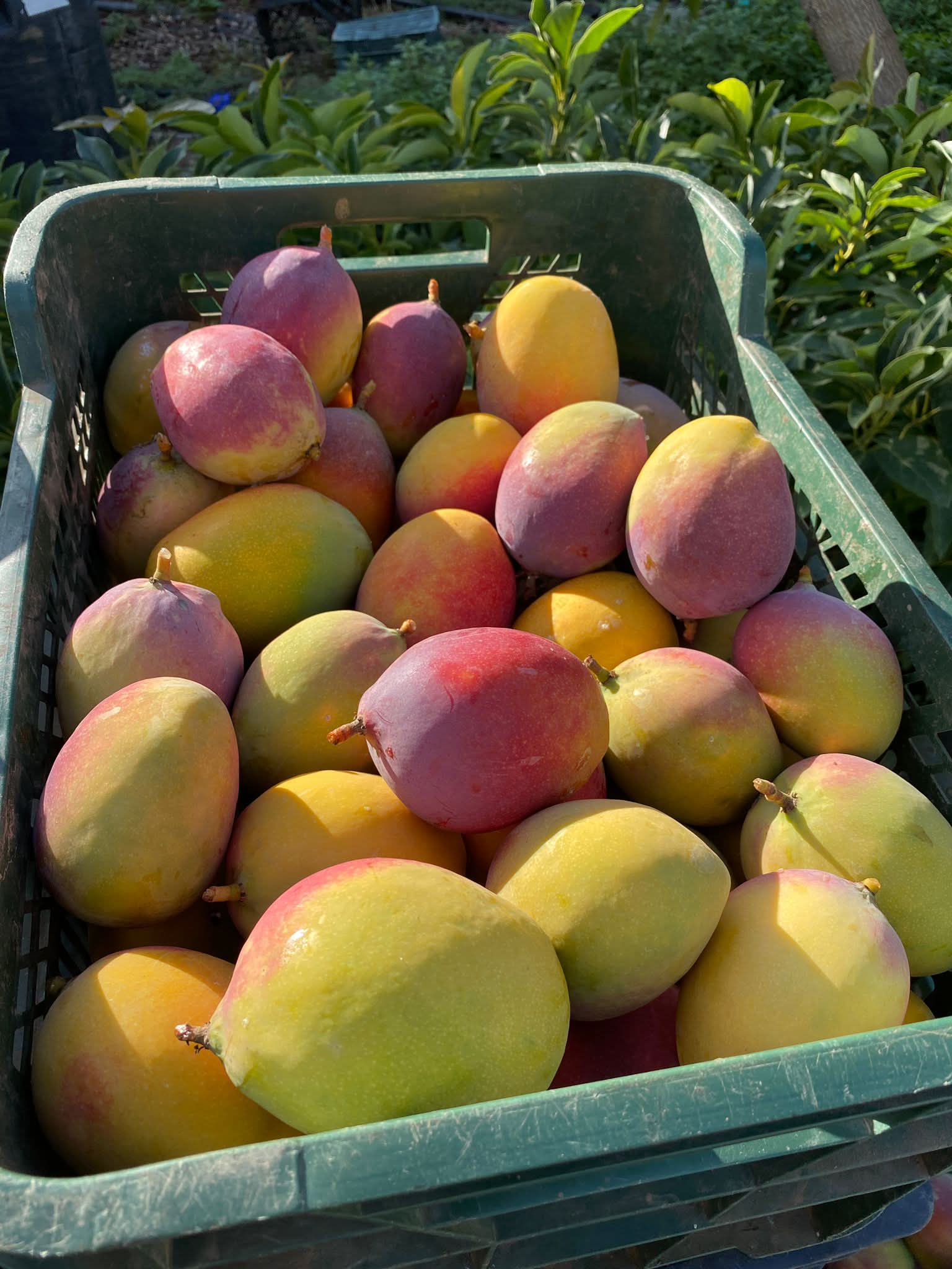 Mango Mixed Box Bio - Image 5