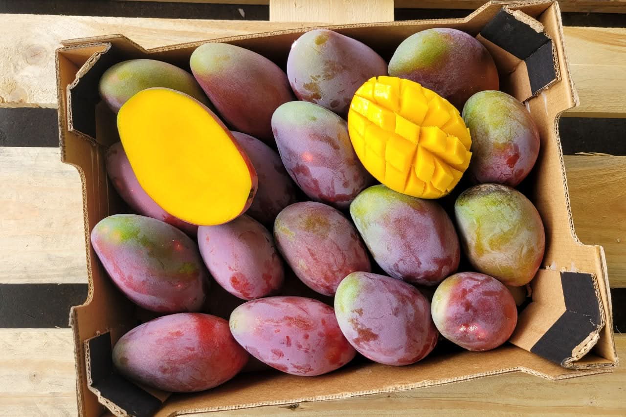 Mango Osteen von Julian Aktionspreis %
