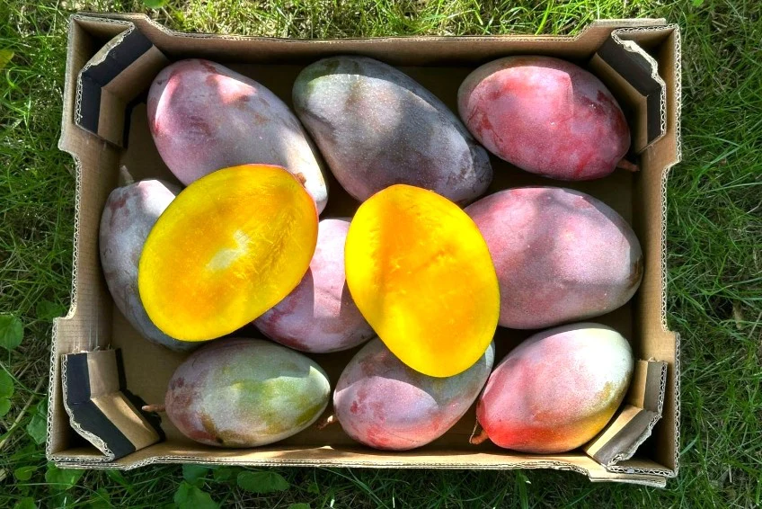 Mango Palmer von Julian Sonderaktion