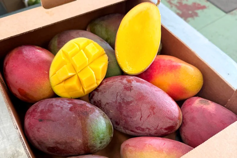 Mango Palmer von Julian Sonderaktion - Image 2
