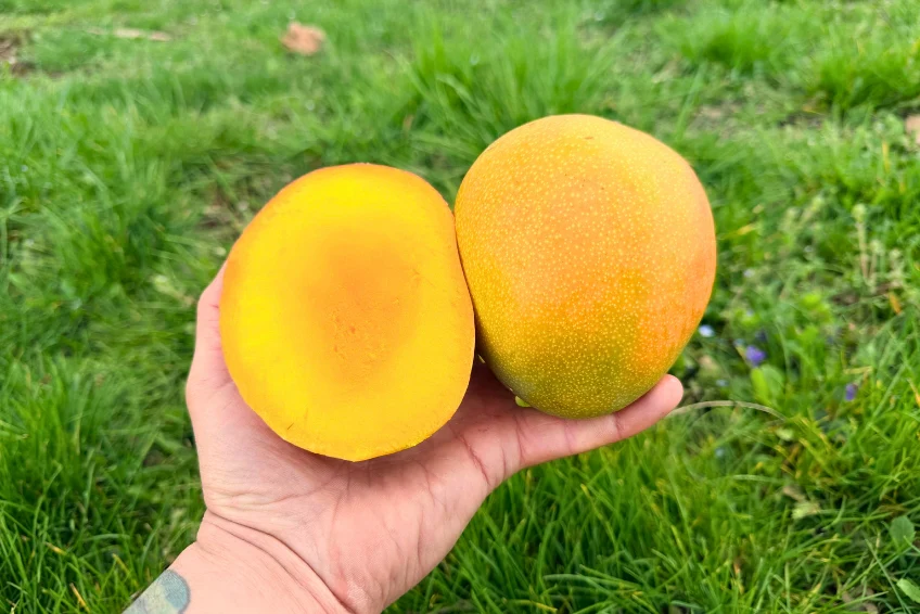 Mango Kent baumgereift Sonderaktion % - Image 2