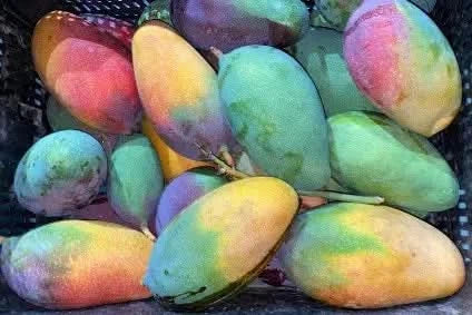 Mango Pico de Loro (Papageienschnabel) Bio von Julian Aktionspreis - Image 3