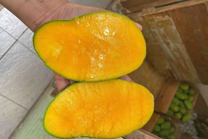 Mango "Harum Manis" baumgereift - Image 2