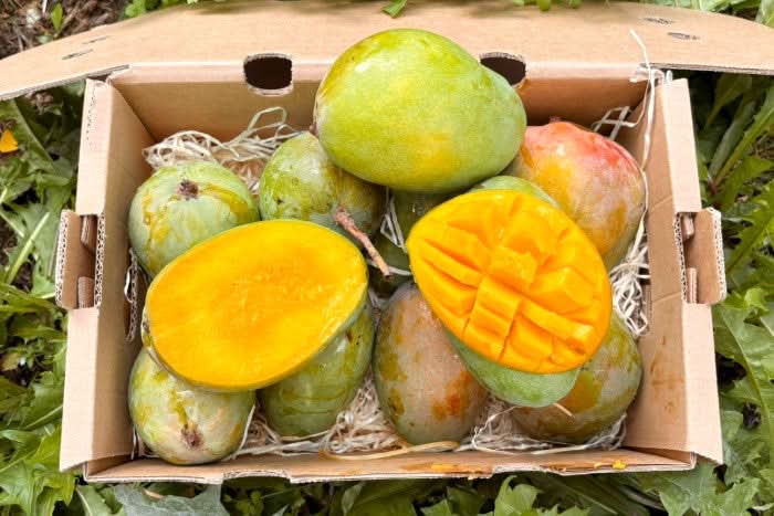 Mango "Glenn" von Julian Box - Image 2