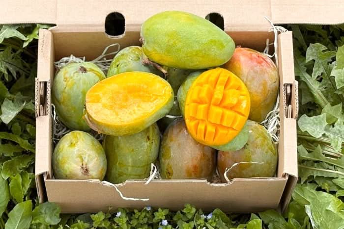 Mango "Glenn" von Julian Box - Image 8