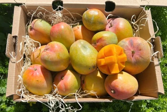 Baby Mango Tropigold von Antonio Sonderaktion