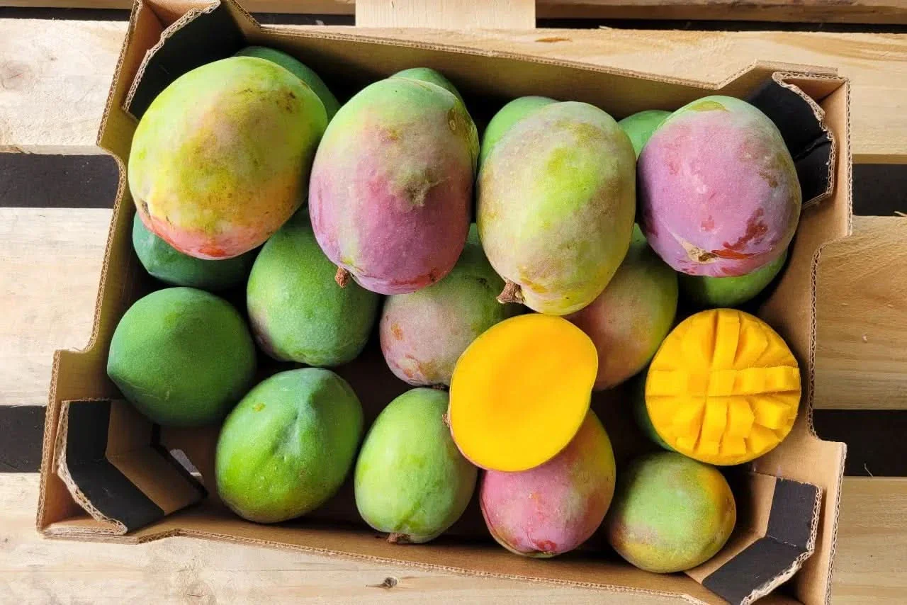 Mango Zill von Julian Sparbox